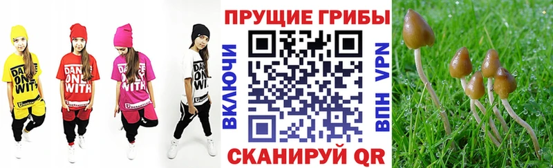 купить наркотики цена Конаково Галлюциногенные грибы Psilocybine cubensis